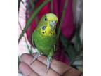 Adopt Maria a Budgie / Budgerigar