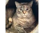 Adopt Serena a Siamese
