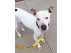 Adopt Sadie a Pit Bull Terrier