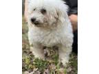 Adopt Alaina OH Jan 24 a Bichon Frise