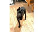 Adopt Kahlo a Labrador Retriever, Cattle Dog