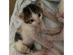 Adopt Chili a Domestic Short Hair