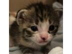 Adopt Gumbo a Domestic Short Hair