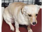 Adopt Emery a Dachshund