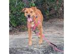 Adopt Pepper a Labrador Retriever
