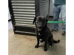 Adopt Lavender a Labrador Retriever