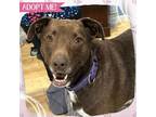 Adopt Dany a Pit Bull Terrier, Golden Retriever