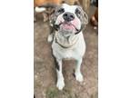 Adopt Jupiter a American Staffordshire Terrier, Mixed Breed