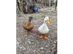 Adopt Francy / Steve a Duck
