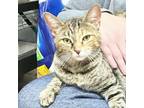 Adopt Maggie a Domestic Short Hair