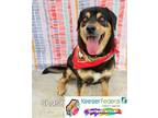 Adopt Chase a Beagle, German Shepherd Dog