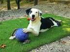 Adopt Spot a Catahoula Leopard Dog, Great Dane