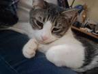 Adopt Zeke a Domestic Short Hair, Tabby