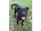 Adopt Toby a Labrador Retriever