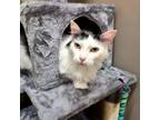 Adopt Graspy a Domestic Medium Hair, Domestic Short Hair