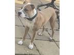 Adopt Bleu a Pit Bull Terrier, American Staffordshire Terrier