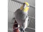 Adopt George a Cockatiel