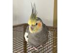 Adopt Paul a Cockatiel