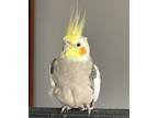 Adopt Ringo a Cockatiel
