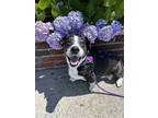 Adopt READING a Corgi, Terrier