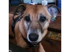 Adopt Ace a Smooth Fox Terrier
