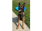 Adopt Silas a German Shepherd Dog