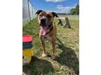 Adopt Apollo a American Staffordshire Terrier, Mixed Breed