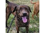 Adopt Tigger JuM a Plott Hound