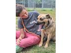 Adopt Levi a Australian Shepherd, Mixed Breed