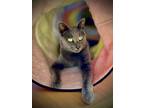 Adopt Mercury a Russian Blue