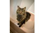 Adopt Spencer a Maine Coon, Domestic Long Hair