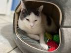 Adopt Ferrari a Domestic Short Hair, Turkish Van