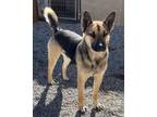 Adopt Jesse a German Shepherd Dog, Mixed Breed