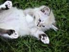 Siberian Neva Masquerade Kittens