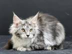 Maine Coon NY A Williamina