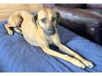 Adopt Heidi aka Sadie a Black Mouth Cur
