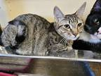 Adopt Thistle a Tabby, Domestic Short Hair