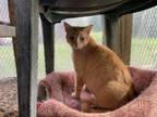 Adopt LaToya a Tabby