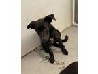 Adopt Izzi a Labrador Retriever