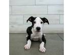 Adopt Darla a Pit Bull Terrier