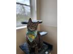 Adopt Macie a Domestic Short Hair