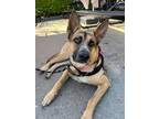 Adopt Nala a German Shepherd Dog, Hound