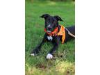 Adopt Shandy a Retriever