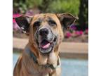 Adopt Jolie a German Shepherd Dog
