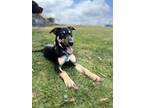Adopt Zadie a Australian Kelpie, Bull Terrier