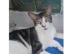 Adopt Doppelganger a Domestic Short Hair, Tabby