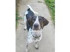 Adopt Rogue a German Shorthaired Pointer, Coonhound