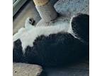 Adopt Bartlett a Domestic Short Hair