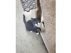 Adopt Spicy a American Shorthair