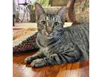 Adopt Courtesy Listing: Reggie a Domestic Short Hair